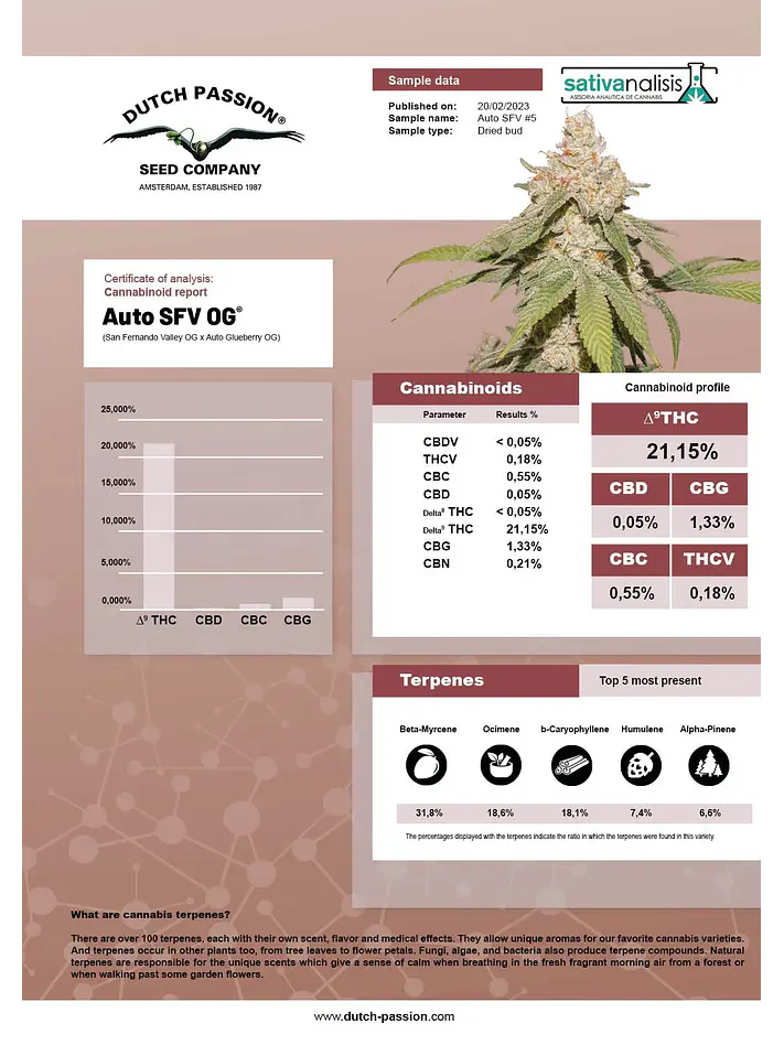 Sfv Og Auto X3-Dutch Passion 5