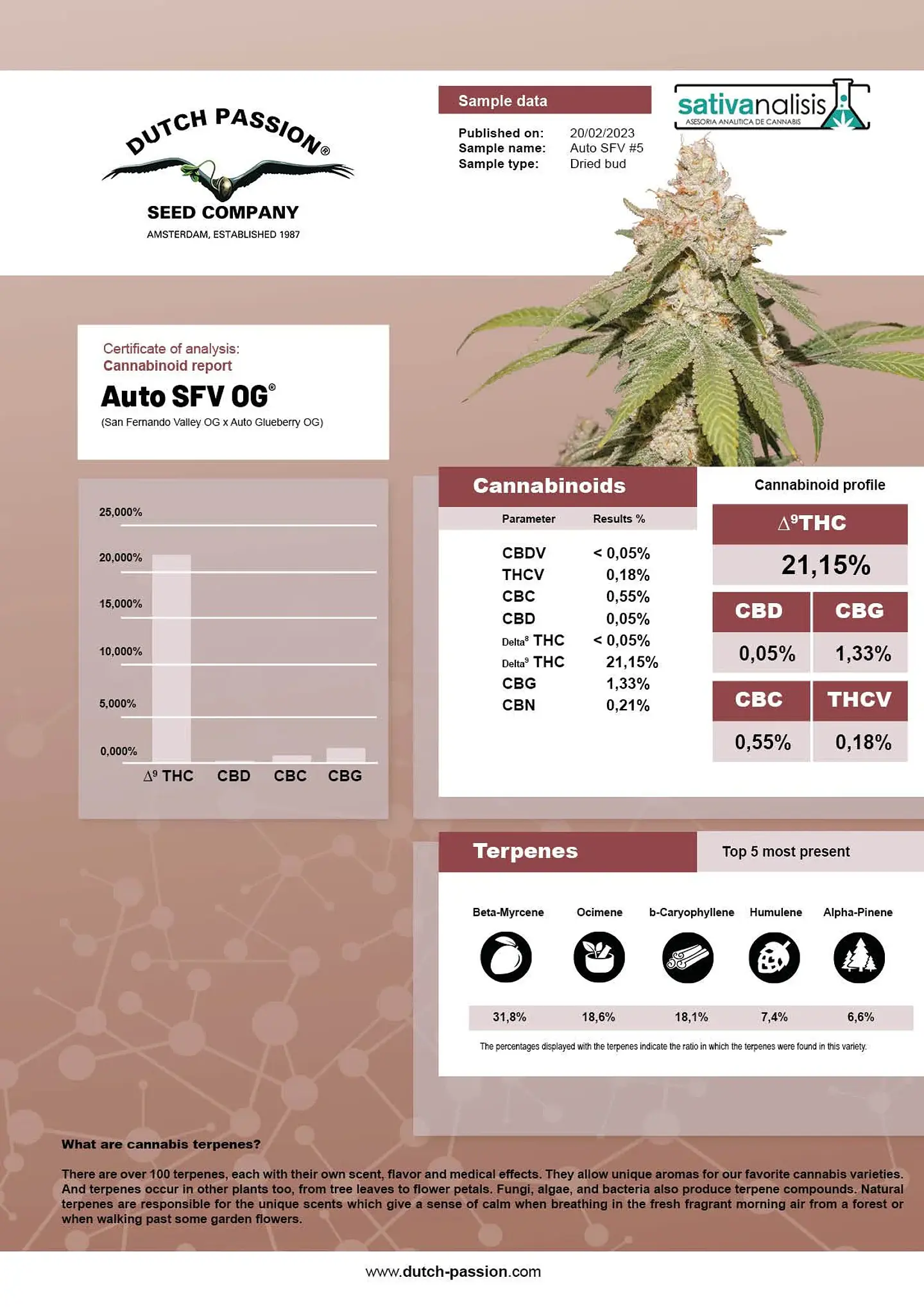 Sfv Og Auto X3-Dutch Passion 5