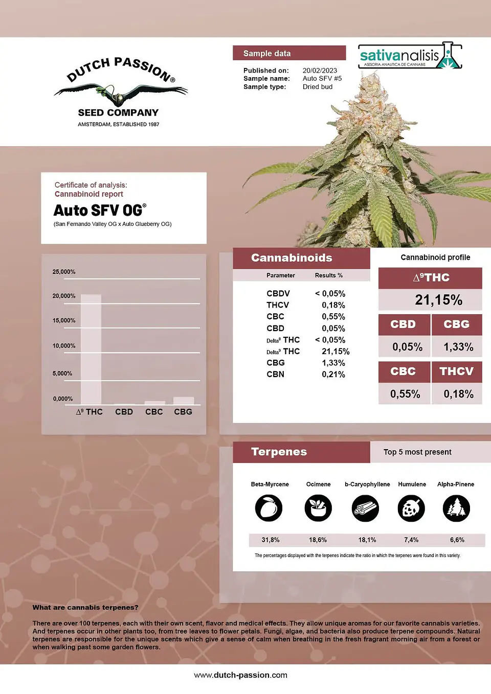 Sfv Og Auto X3-Dutch Passion 5