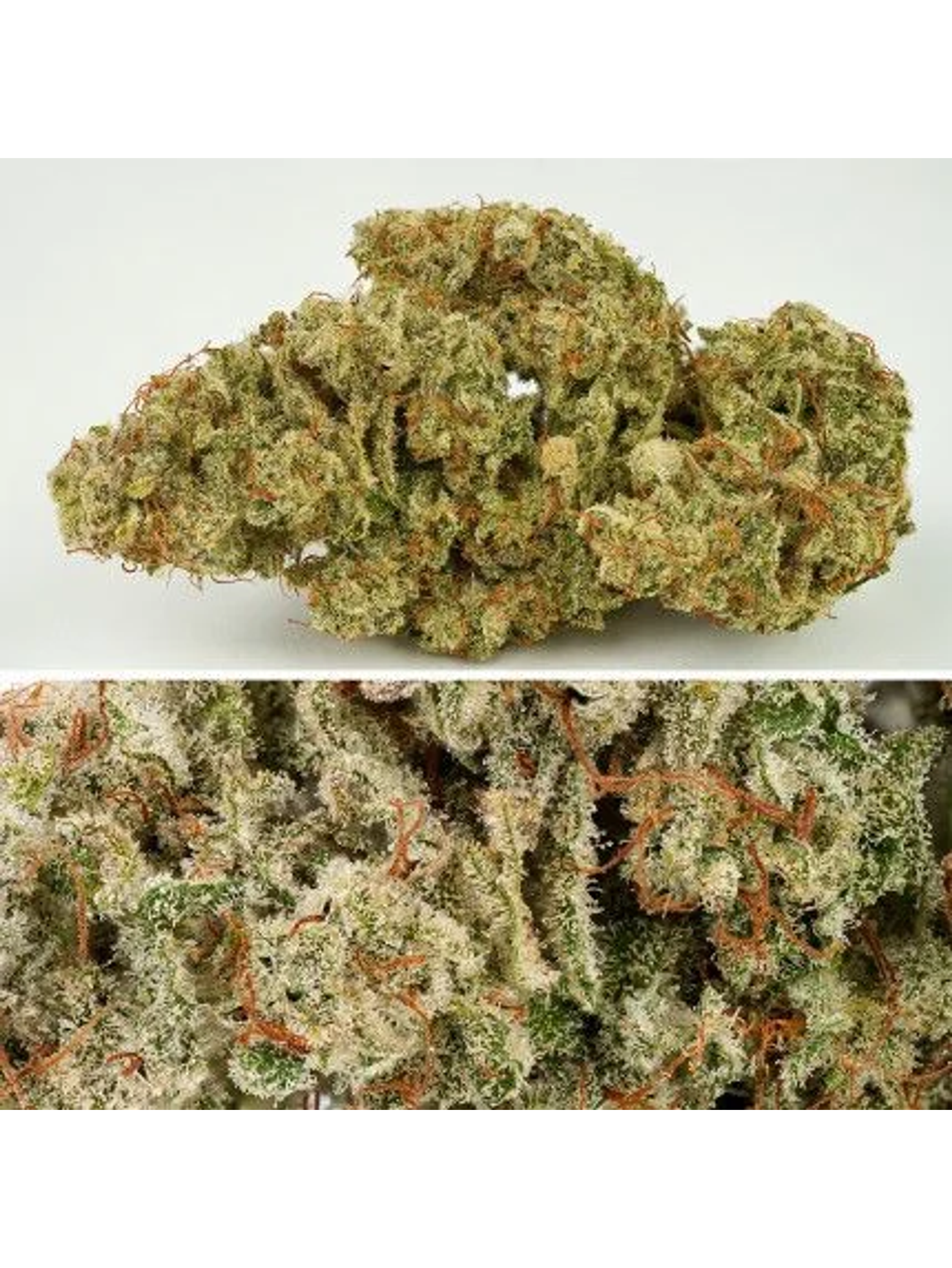 Sfv Og Auto X3-Dutch Passion 6