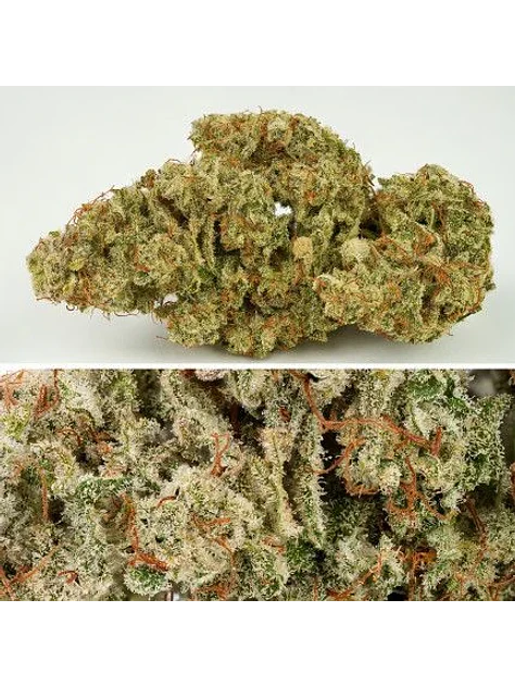 Sfv Og Auto X3-Dutch Passion 6