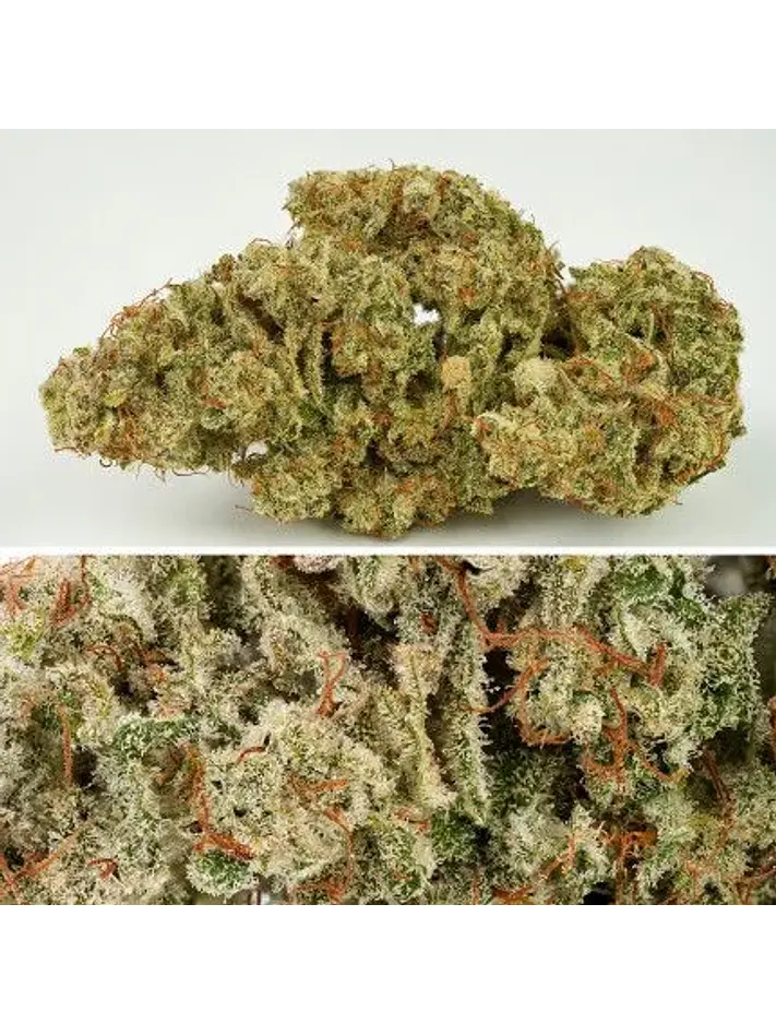 Sfv Og Auto X3-Dutch Passion 6