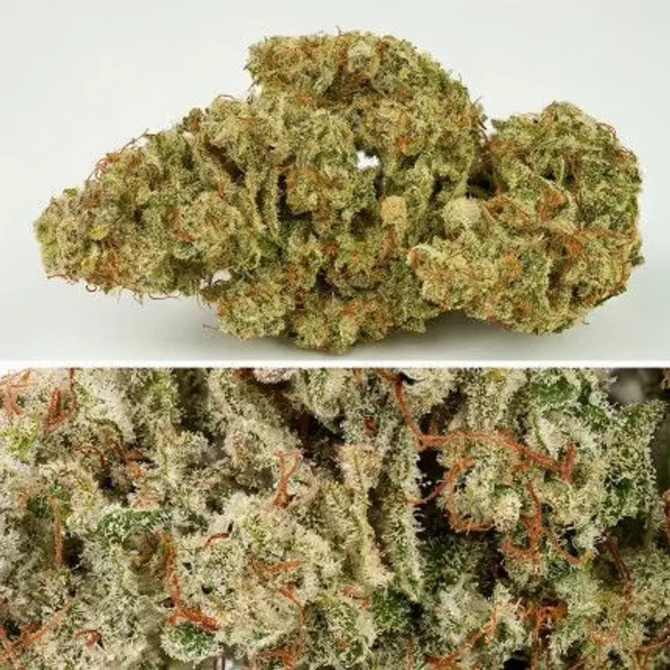 Sfv Og Auto X3-Dutch Passion 6