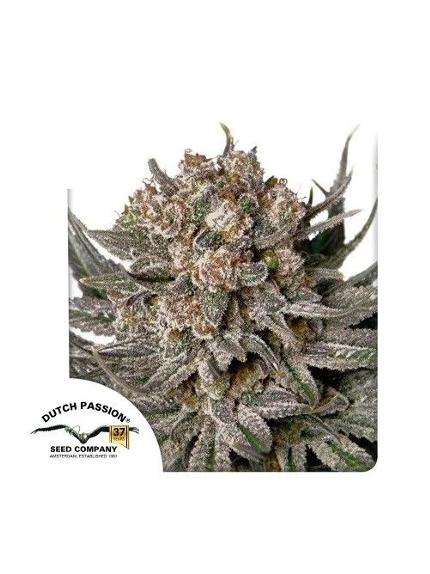 Gorilla Super Glue Fem X3-Dutch Passion 1