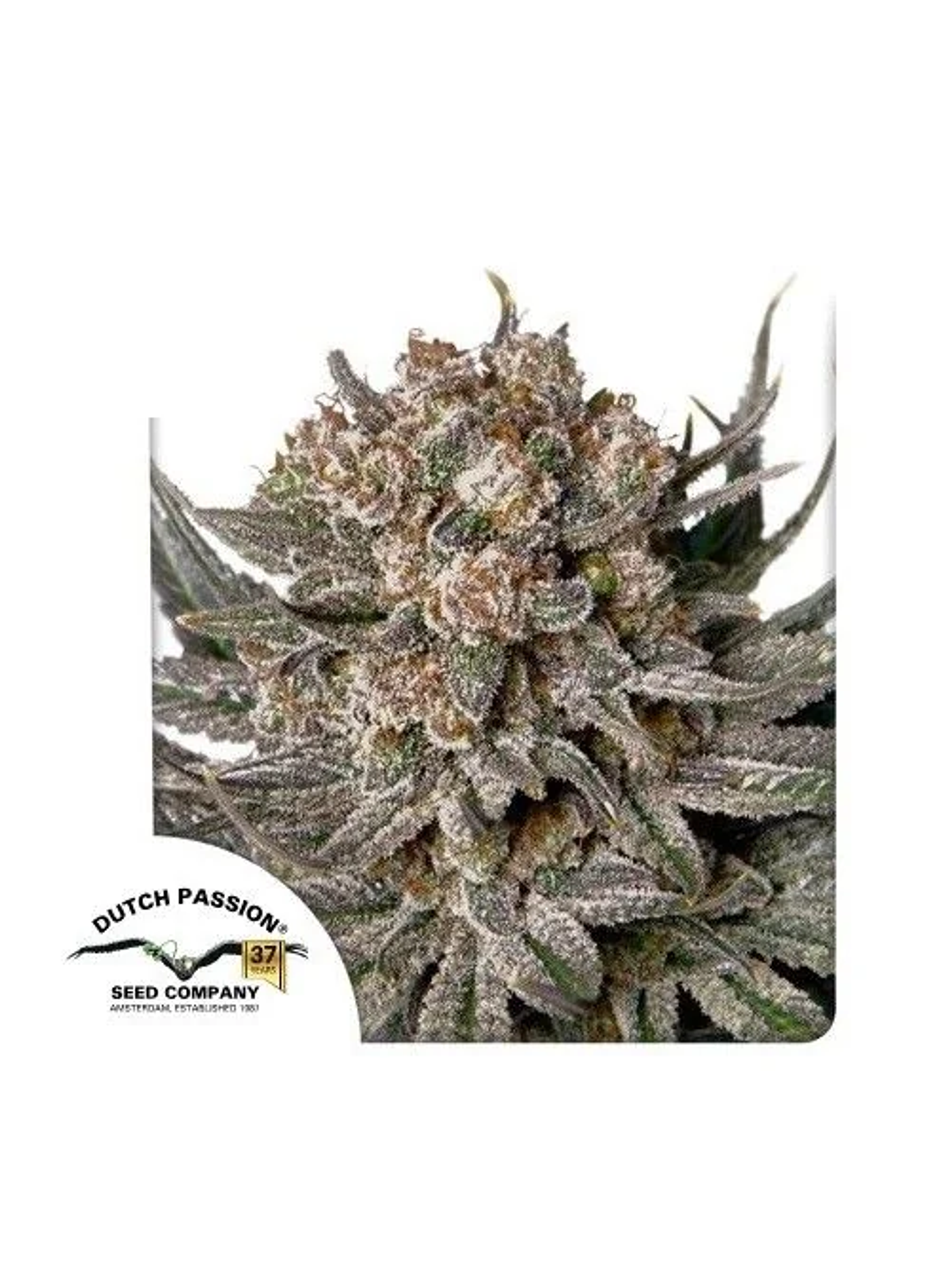 Gorilla Super Glue Fem X3-Dutch Passion 1