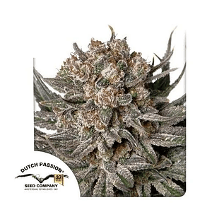 Gorilla Super Glue Fem X3-Dutch Passion