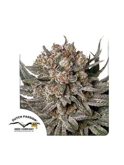 Gorilla Super Glue Fem X3-Dutch Passion 1