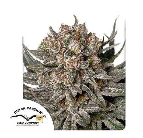 Gorilla Super Glue Fem X3-Dutch Passion