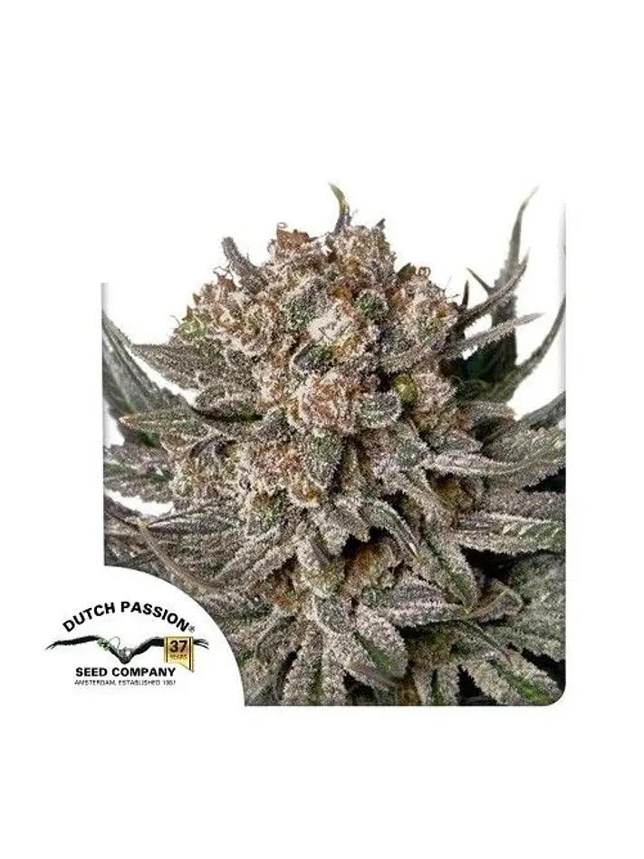 Gorilla Super Glue Fem X3-Dutch Passion 1