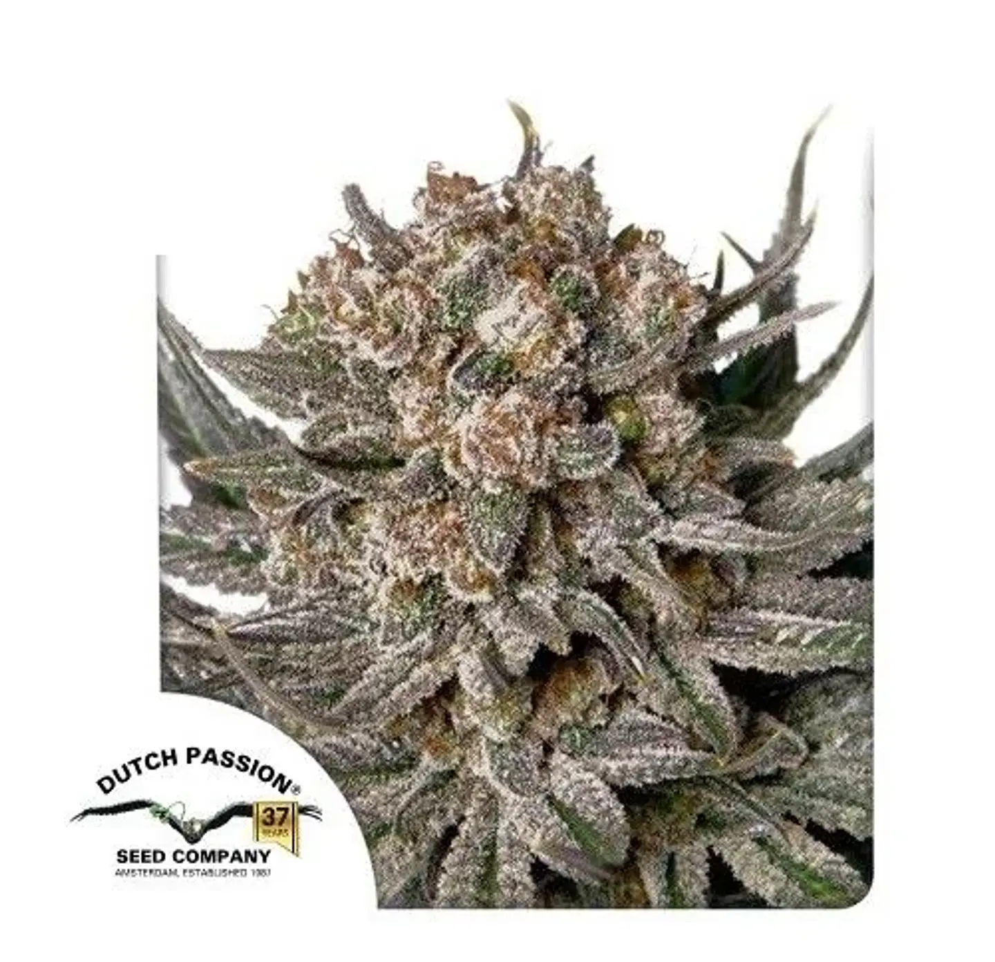 Gorilla Super Glue Fem X3-Dutch Passion 1
