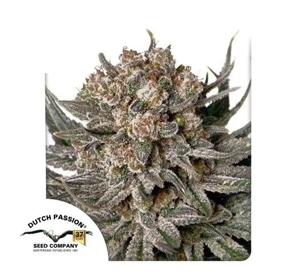 Gorilla Super Glue Fem X3-Dutch Passion 1