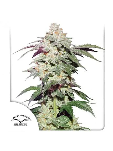 Skywalker Haze Fem -Dutch Passion (X25/X3+1) 1