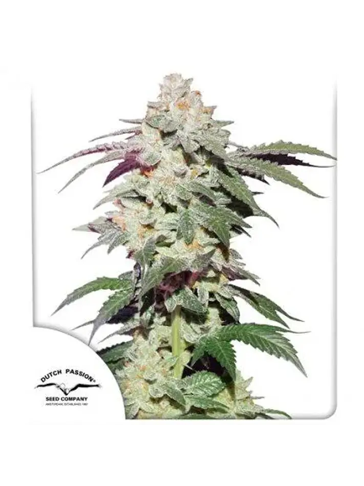Skywalker Haze Fem -Dutch Passion (X25/X3+1) 1