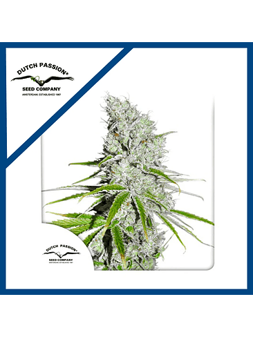 SKUNK HAZE CBD FEM X3-DUTCH PASSION 1