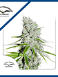 Skunk Haze Cbd Fem X3-Dutch Passion - Miniatura 1