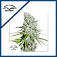 Skunk Haze Cbd Fem -Dutch Passion X3+1 - Miniatura 2