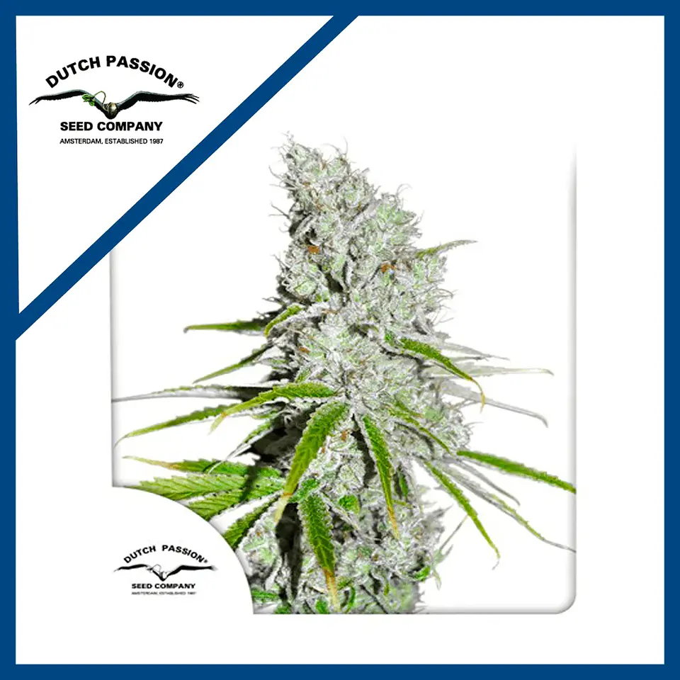 Skunk Haze Cbd Fem -Dutch Passion X3+1 2