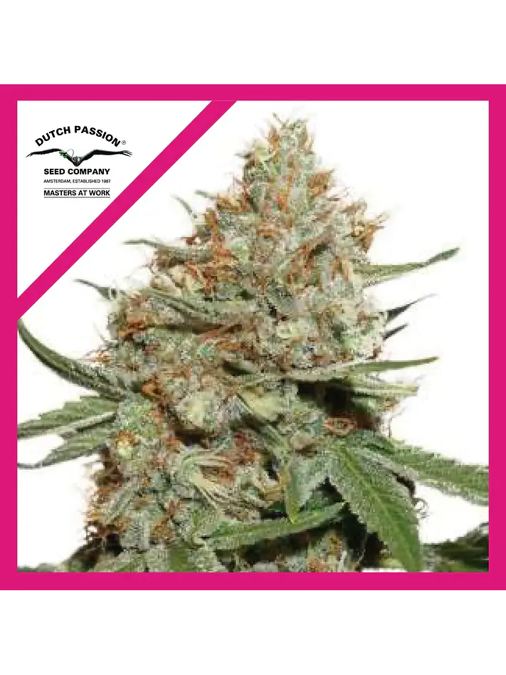 Skunk N11 Fem -Dutch Passion X3+1 1