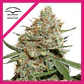 Skunk N11 Fem -Dutch Passion X3+1 - Miniatura 1