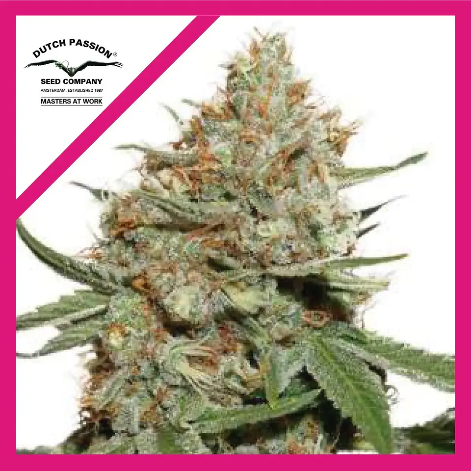 Skunk N11 Fem -Dutch Passion X3+1 1