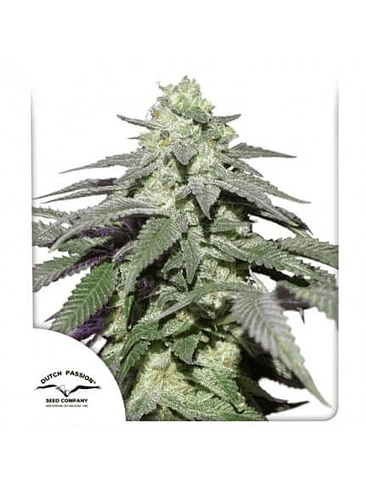 SKYWALKER HAZE AUTO X3- DUTCH PASSION 1