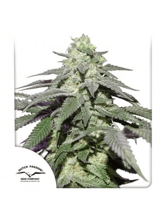 SKYWALKER HAZE AUTO X3- DUTCH PASSION 1