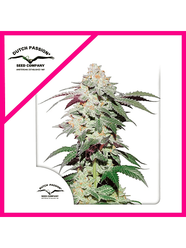 SKYWALKER HAZE FEM X3- DUTCH PASSION 1