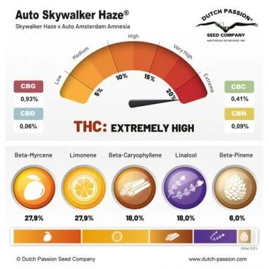 Skywalker Haze Auto -Dutch Passion (X100/X25/X3+1) 2