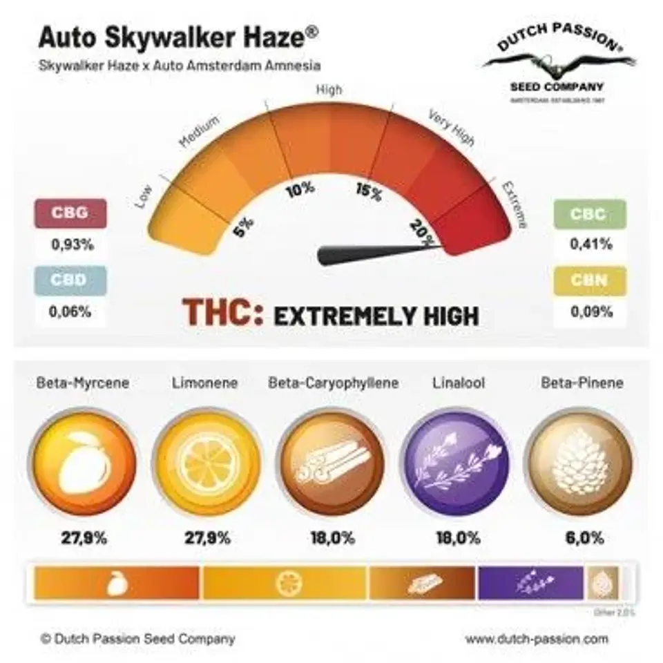 Skywalker Haze Auto -Dutch Passion (X100/X25/X3+1) 2