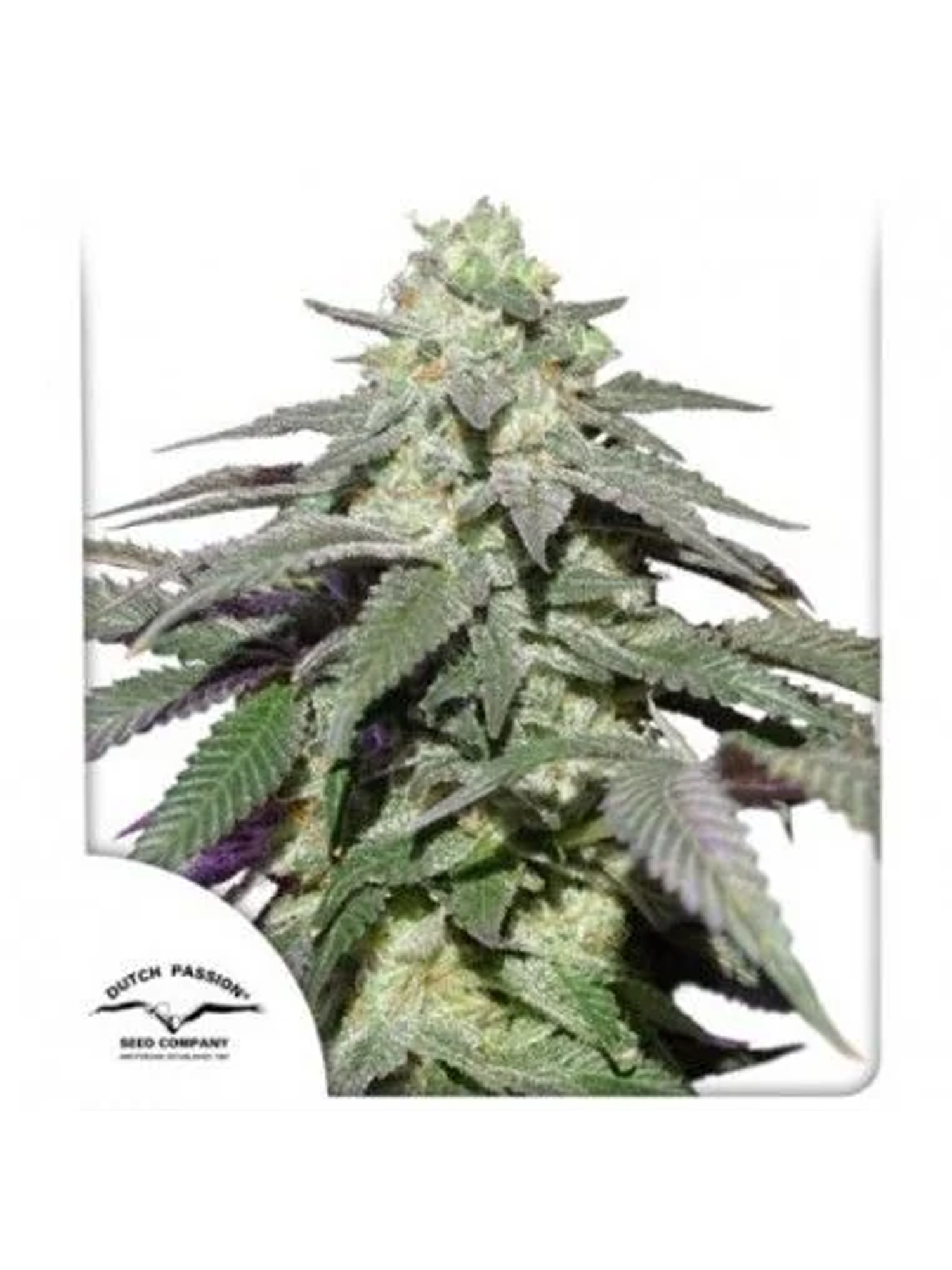 Skywalker Haze Auto -Dutch Passion (X100/X25/X3/X3+1) 1