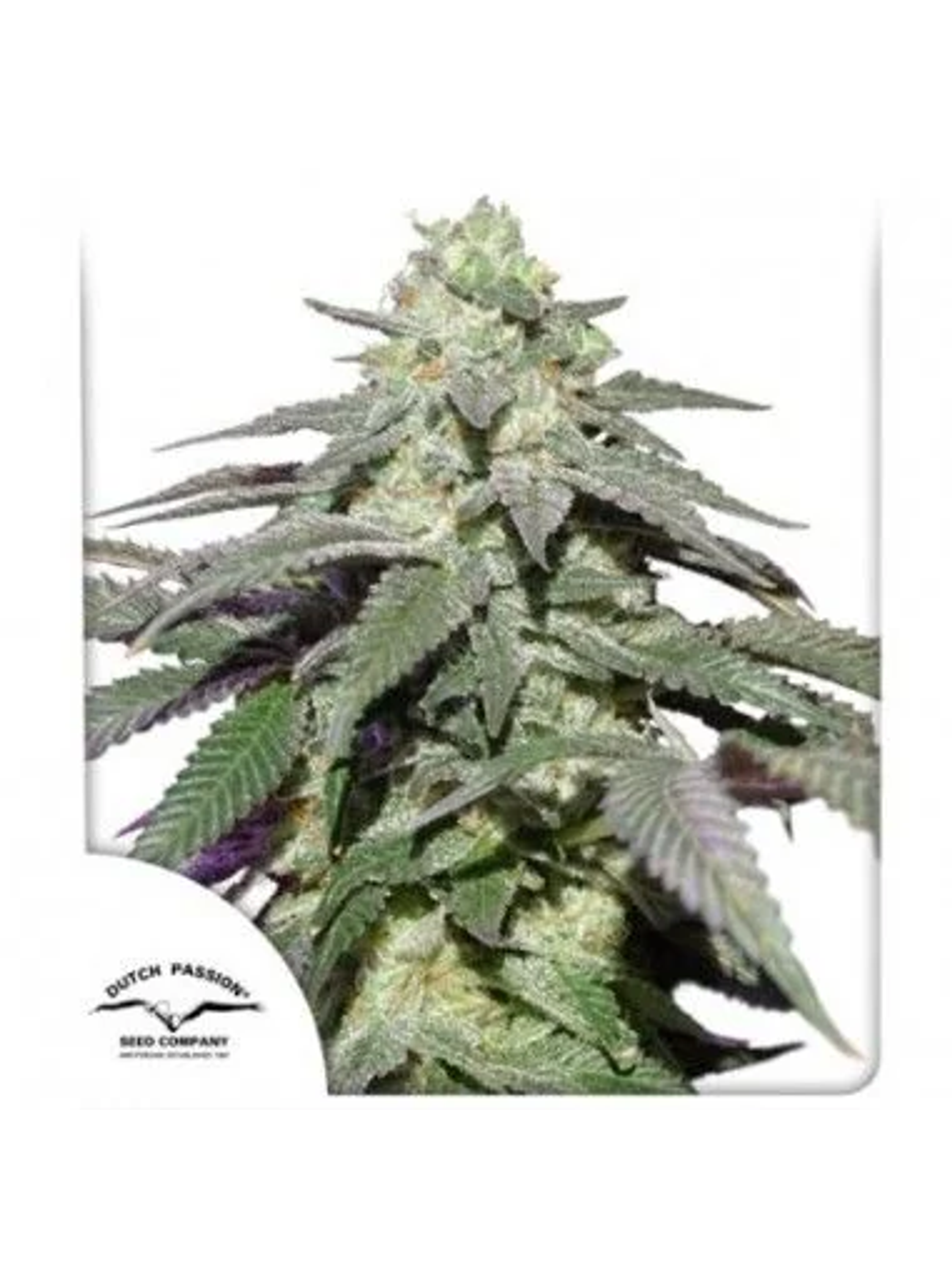 Skywalker Haze Auto -Dutch Passion (X100/X25/X3/X3+1) 1