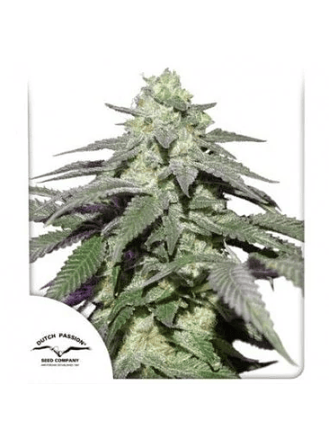 SKYWALKER HAZE AUTO X100-DUTCH PASSION 1