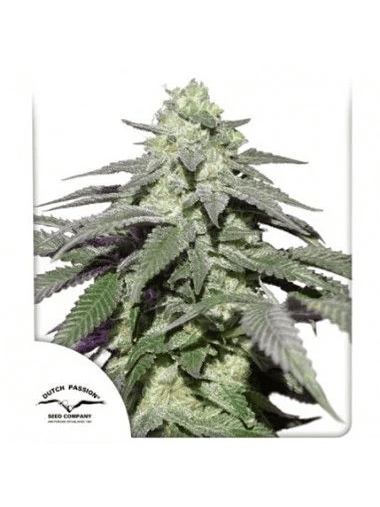 SKYWALKER HAZE AUTO X100-DUTCH PASSION 1