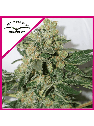 SHAMAN FEM X3-DUTCH PASSION 1