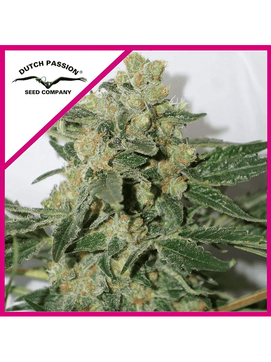 SHAMAN FEM X3-DUTCH PASSION 1