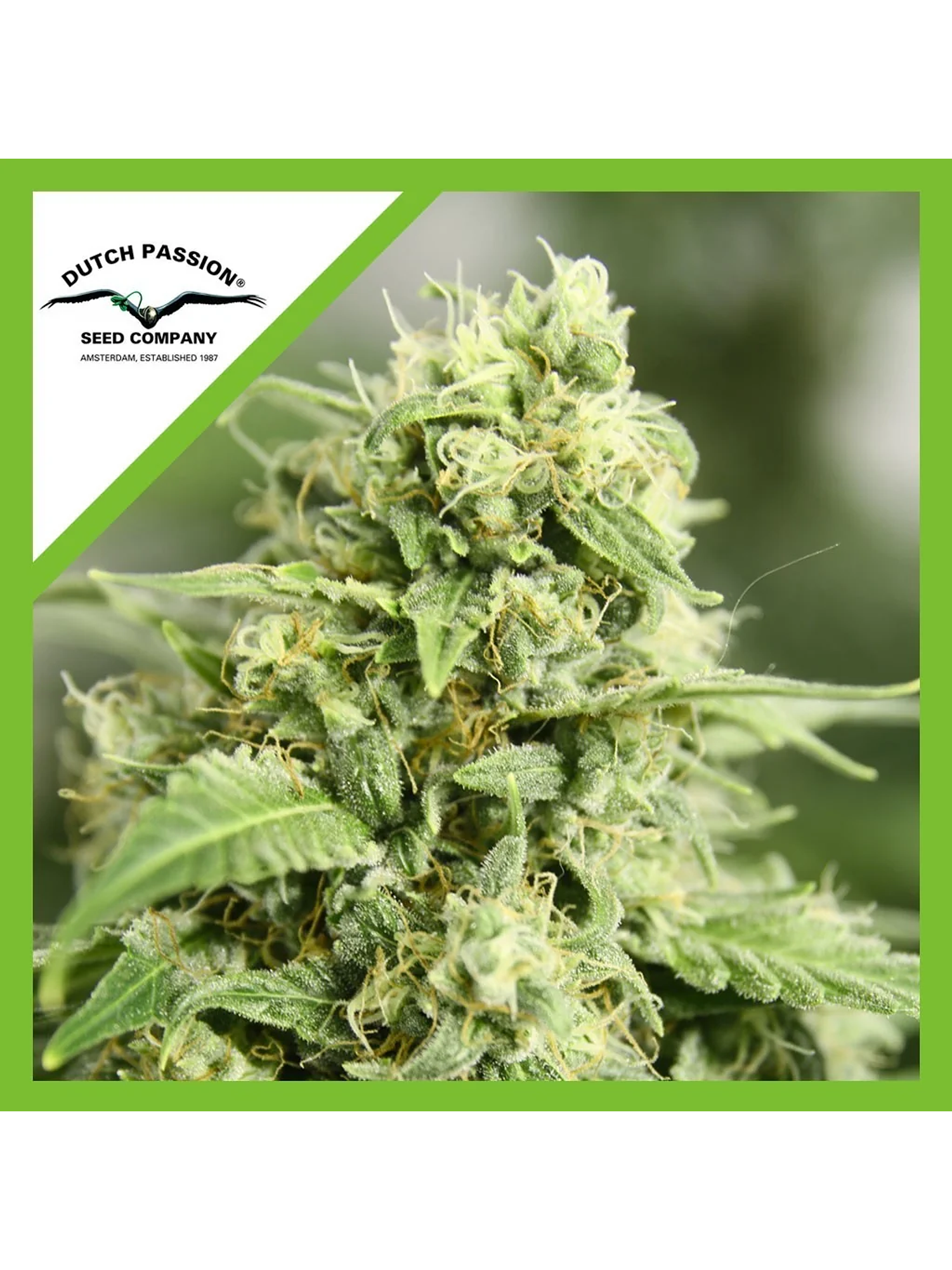 Starryder  Auto X3-Dutch Passion 1