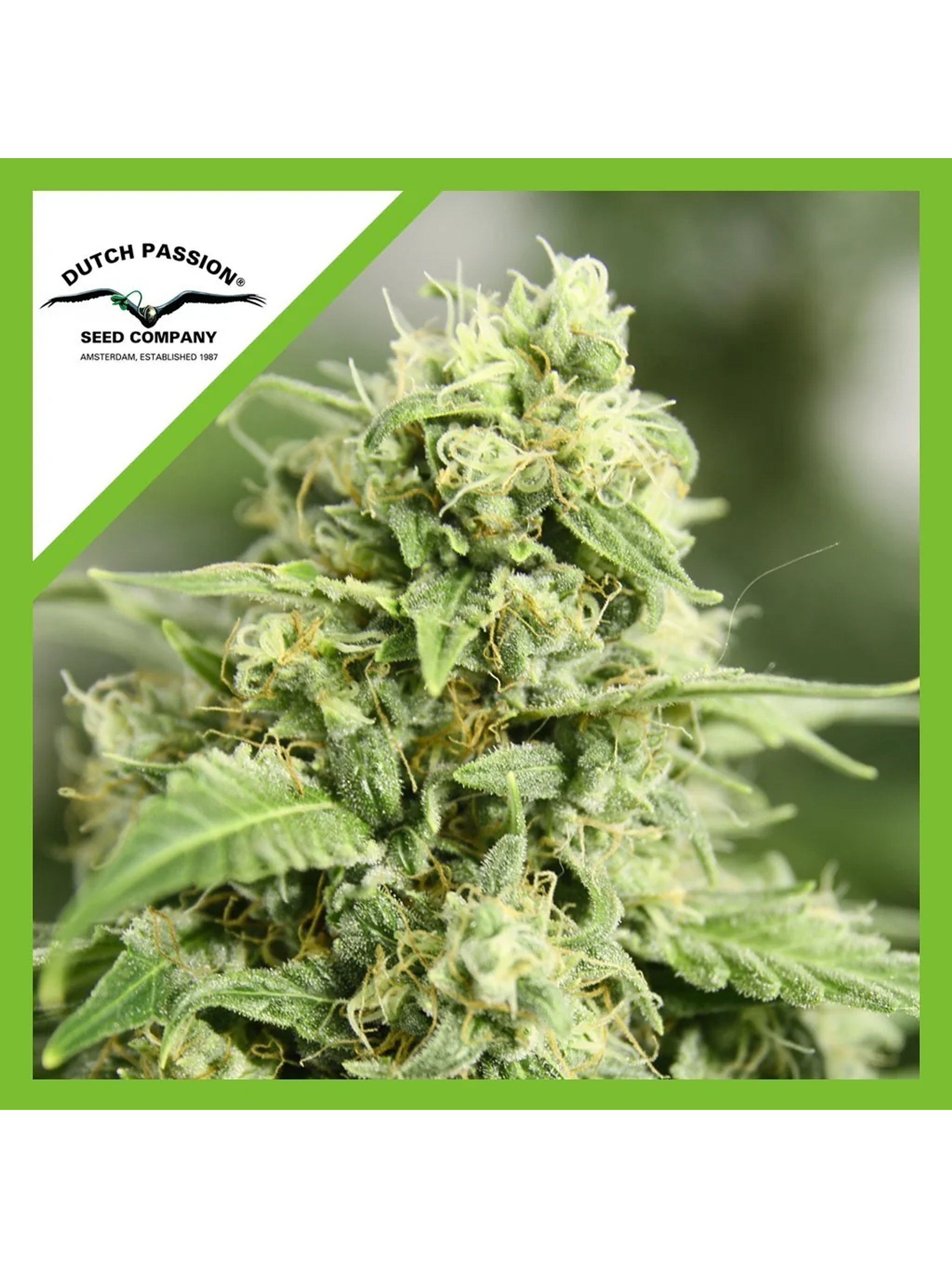 Starryder  Auto X3-Dutch Passion 1