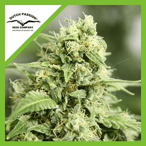 Starryder  Auto X3-Dutch Passion