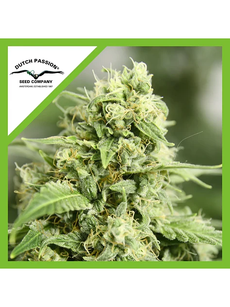 Starryder  Auto X3-Dutch Passion 1