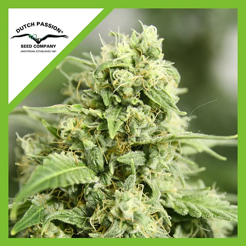 Starryder  Auto X3-Dutch Passion