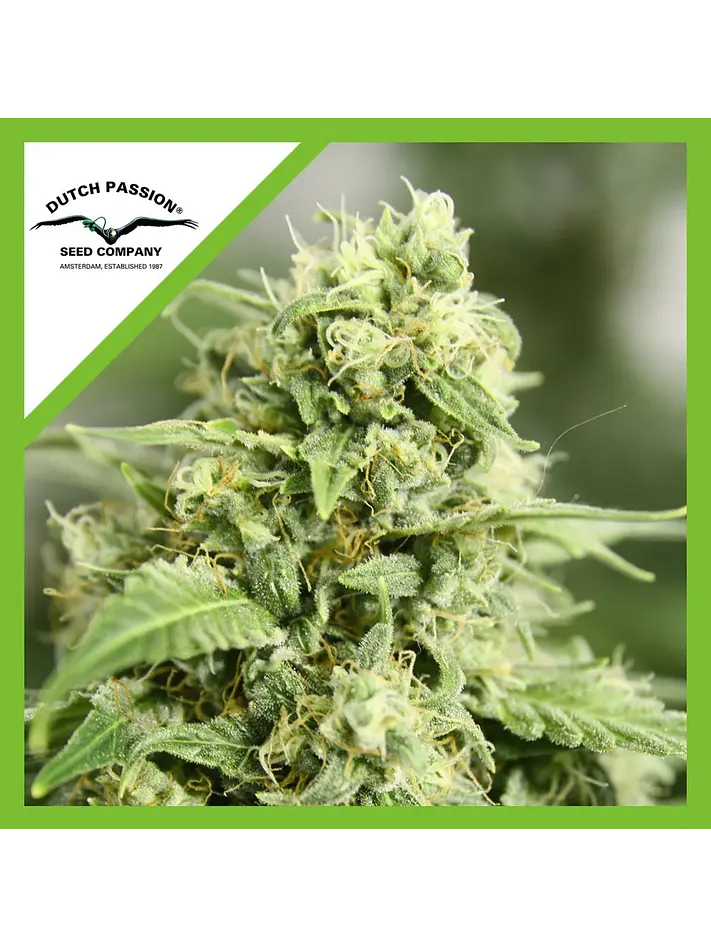 Starryder  Auto X3-Dutch Passion 1