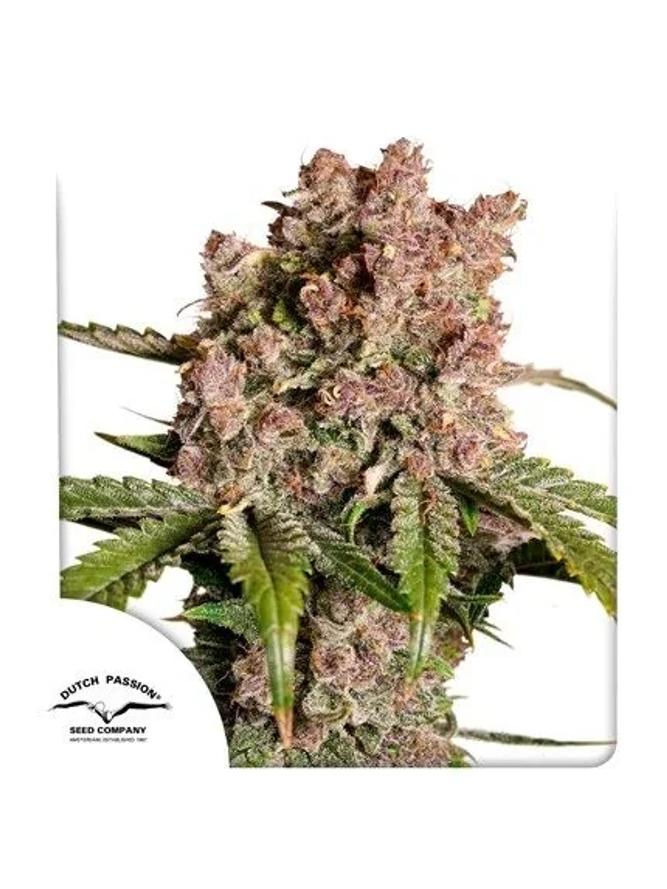 Strawberry Soda Auto -Dutch Passion (X3/X3+1) 1