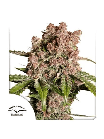 STRAWBERRY SODA AUTO X3-DUTCH PASSION 1