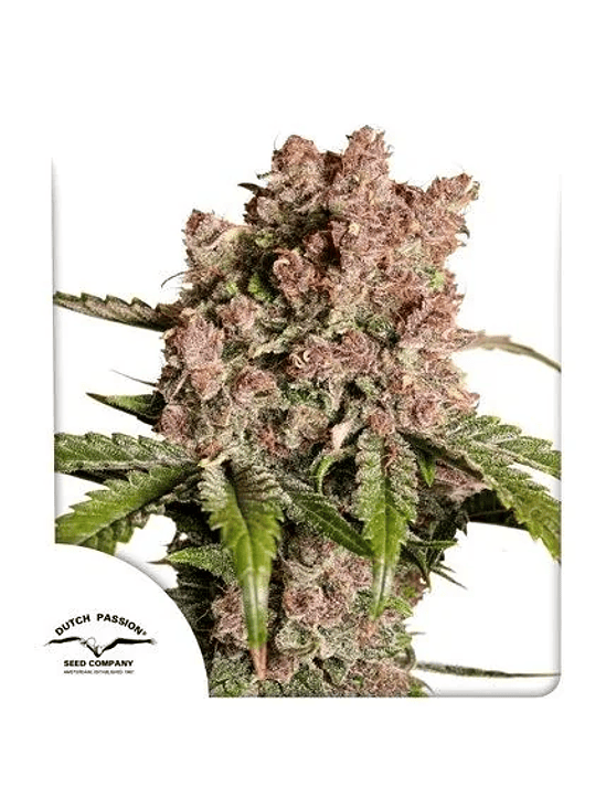 STRAWBERRY SODA AUTO X3-DUTCH PASSION 1