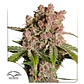 Strawberry Soda Auto -Dutch Passion X3+1 - Miniatura 2