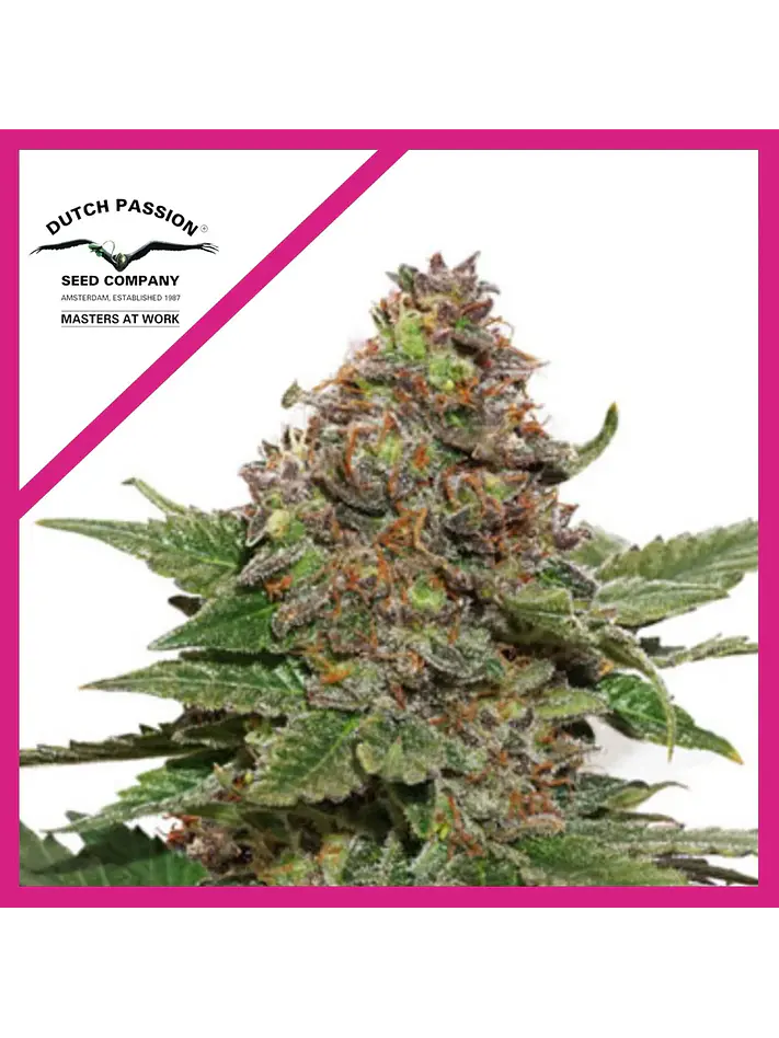 Strawberry Cough Fem -Dutch Passion X3+1 2