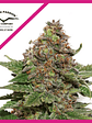 Strawberry Cough  Fem X3-Dutch Passion - Miniatura 1