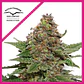 Strawberry Cough Fem -Dutch Passion X3+1 - Miniatura 2