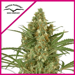 Snow Bud Fem X3-Dutch Passion
