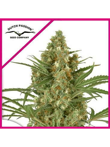 SNOW BUD FEM X3-DUTCH PASSION 1
